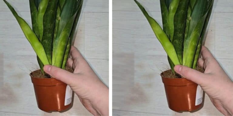 Ніколи не робіть цього з сансевієрією, щоб вона не почала сохнути