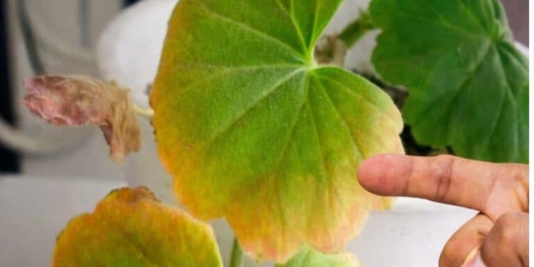 Чому жовтіє листя в герані та що робити, щоб урятувати рослину. Розповідаю