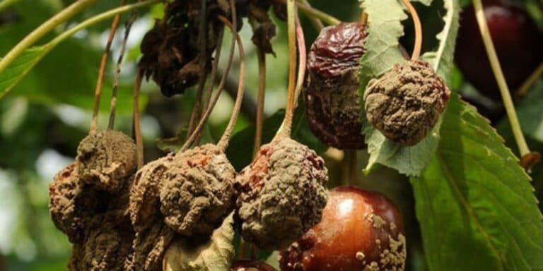 Моніліальний опік, або як горить сад без диму. Ділюся своїм досвідом вирішення проблеми