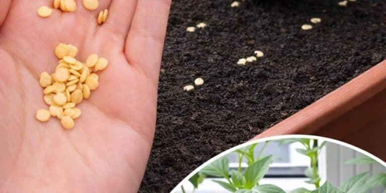 Посівний календар на розсаду у 2026 році: коли сіяти, щоб потім отримати гарний урожай