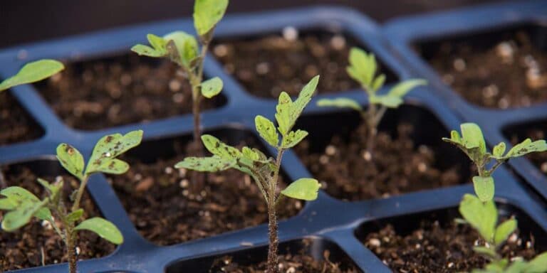 Ідеальна температура для томатів: від проростання до висадки. Мій маленький секрет