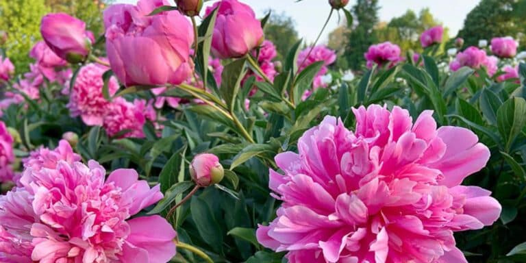 Те що любить півонія. Ділюся своїми важливими ритуалами