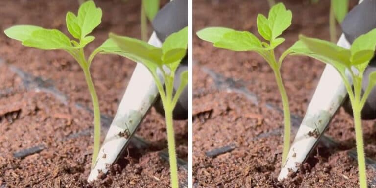 Помилки при пікіровці розсади томатів, перців і капусти: розказую детально про найважливіше 