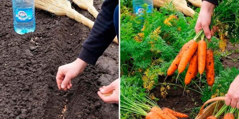 Посієш моркву не в ці дні — залишишся без врожаю: точні строки на весну 2026