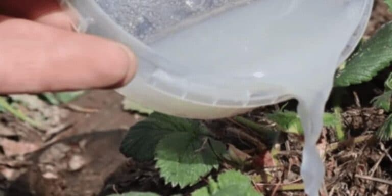 Свекруха поділилася чудовим рецептом 1 підживлення для полуниці: урожай вразив!