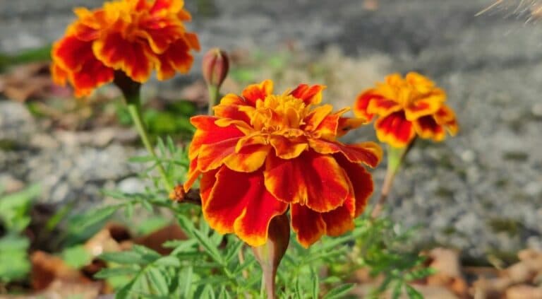 Коли сіяти чорнобривці у 2026 році та що я роблю, щоб вони квітли до пізньої осені