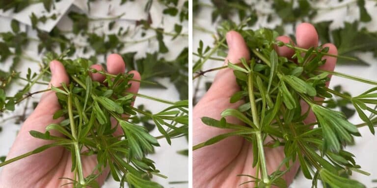 Як знuщuти бур’ян, що краде врожай, і які гербіциди працюють найкраще