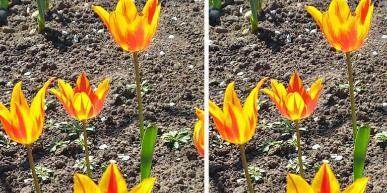 Я думала, що це рідкісний сорт: як «найкрасивіші» тюльпани можуть знищити всю клумбу
