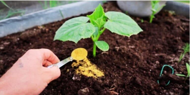 Перегній більше не потрібен! У квітні-травні розкидаю по городу такий порошок і врожай тішить