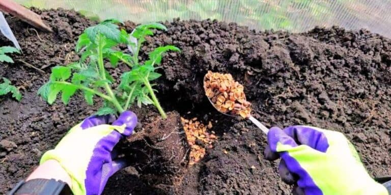 Які добрива додати в ґрунт під час посадки розсади, щоб був щедрий урожай? Ділюся своїм досвідом