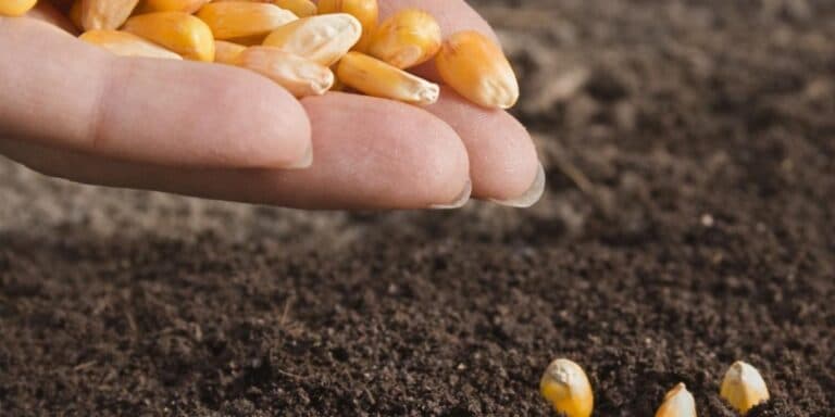 Коли сіяти кукурудзу в 2026 році щоб був великий урожай та чим її підживити