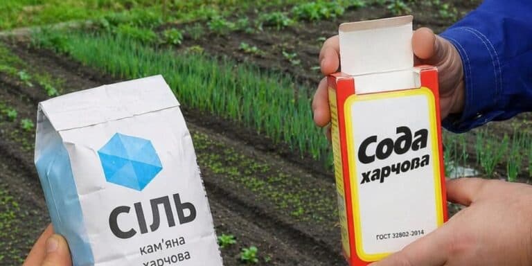 Врожай під контролем: як я використовую соду і сіль на городі та що з цього виходить