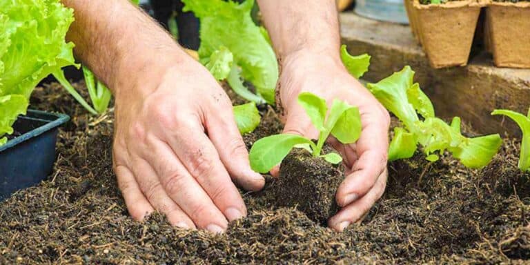 Одна чи дві рослини? Помилка, яка «з’їдає» ваш урожай. Ось як потрібно насправді