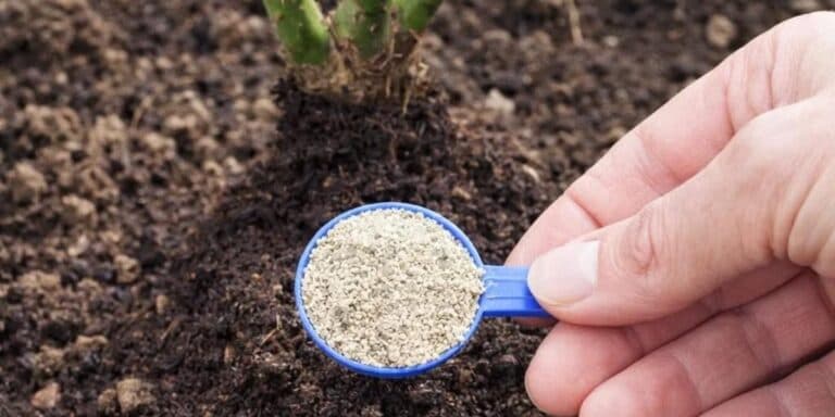 Чим підживити троянди навесні: 5 професійних препаратів, які реально працюють