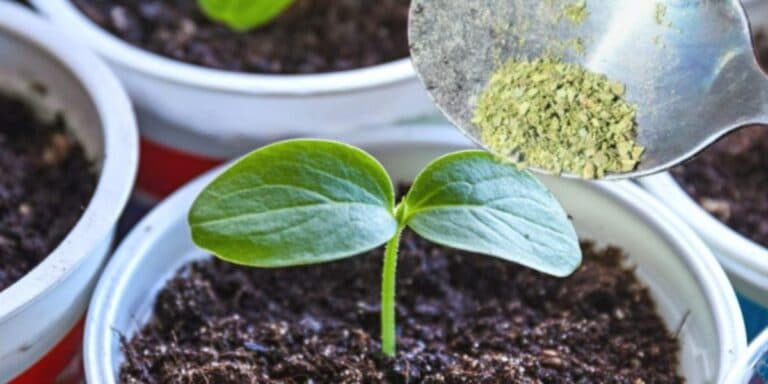 Кидаю по дрібці в кожен горщик. Міцна розсада росте до висадки без жодних підживлень