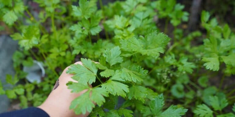 Петрушка не сходить — 5 причин і що зробити, щоб врятувати. Ділюся досвідом