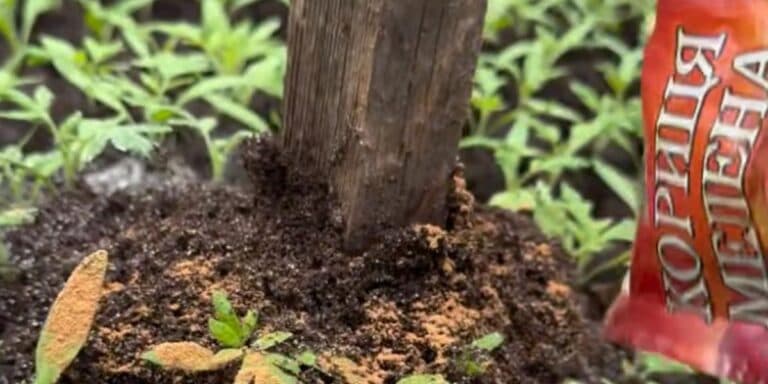 Кориця від шкідників на городі: як захистити розсаду без хімії