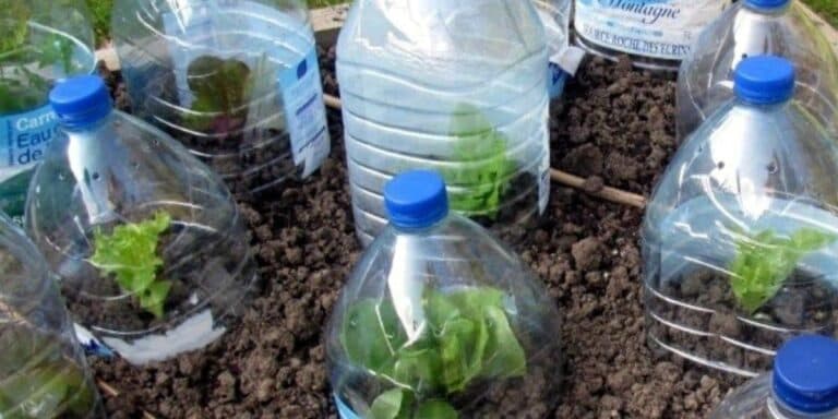 Сусіди сміялись, поки не побачили результат: навіщо я ставлю пляшки на розсаду