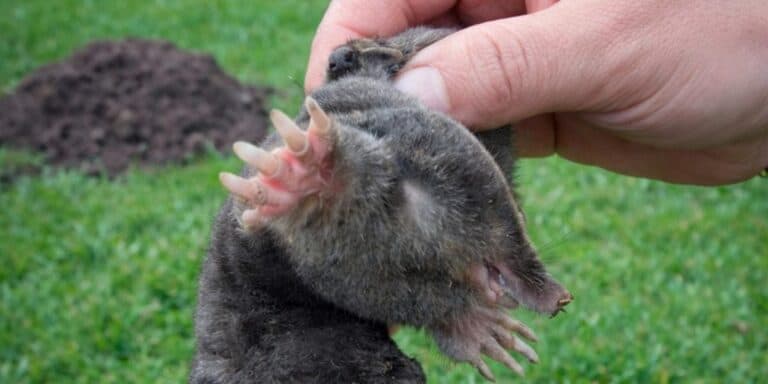 Кріт забуде дорогу до вашої ділянки. Ділюся ефективними методами, які назавжди відлякають шкідника