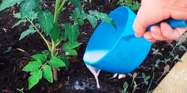 Перше підживлення томатів після висадки в ґрунт. Моя схема, яка дає потужний урожай