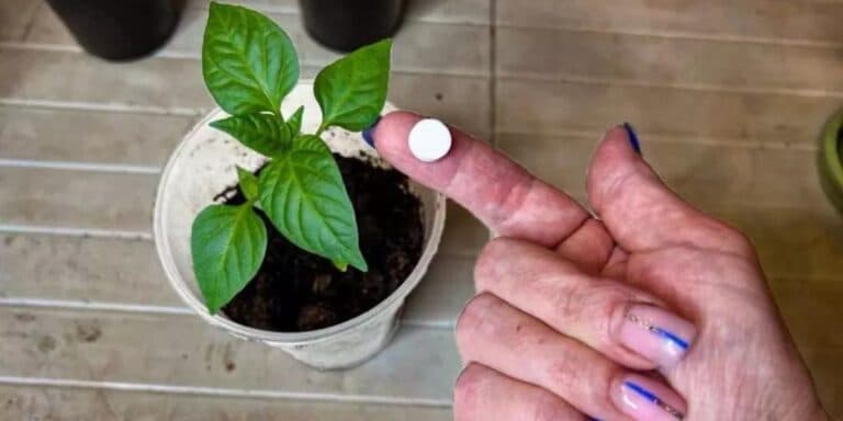 Забутий, але дієвий спосіб: уже за 2 дні розсада стає міцною, приземкуватою і з товстим стеблом