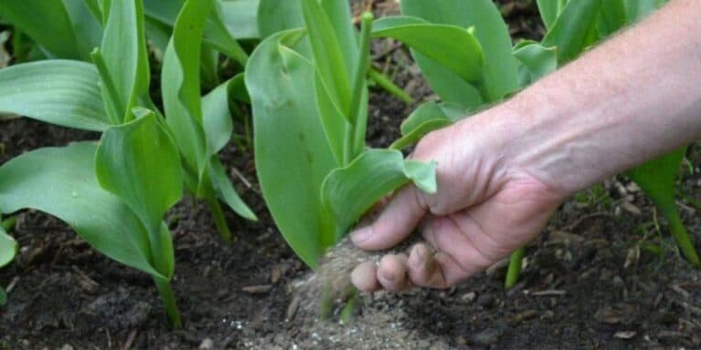 Чому не цвітуть тюльпани: головні причини та що робити, щоб вони зацвіли рясно