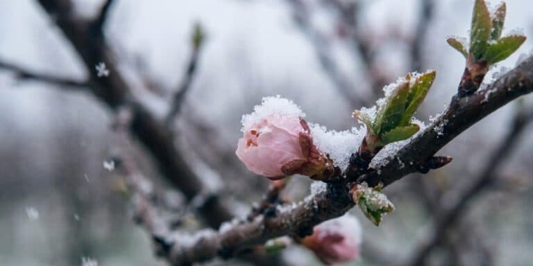 Як захистити садові дерева від заморозків. Моя система, яка 100% працює