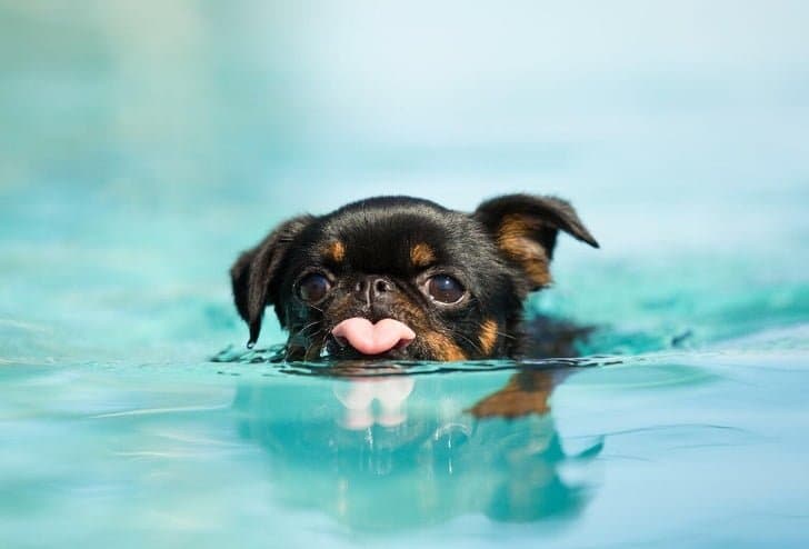 15 власників домашніх тварин показали найдивовижніші моменти, пов’язані з їх вихованцями