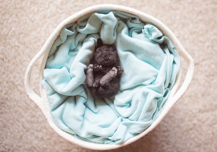 17 фотографій тварин, які можуть розтопити лід у кожному серці