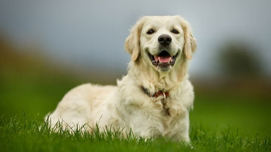 Собаки – справжні друзі людини, з’ясували вчені