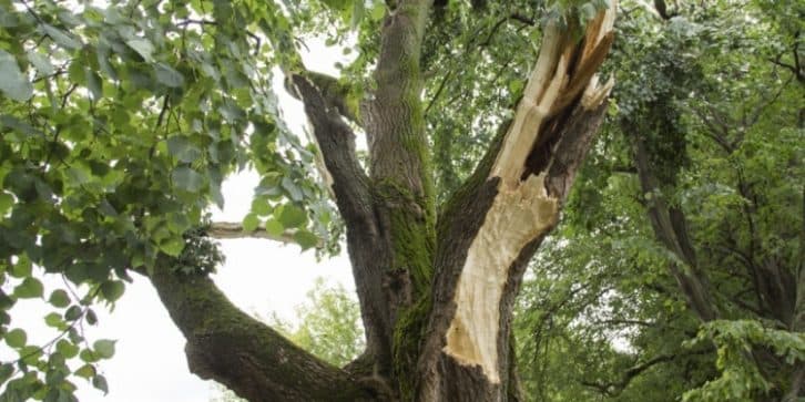 Волонтери в США врятували від урагану тисячу тварин