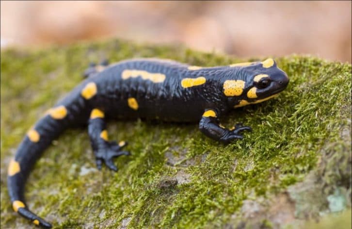 П’яний примудрився купити за ніч цілий «звіринець»