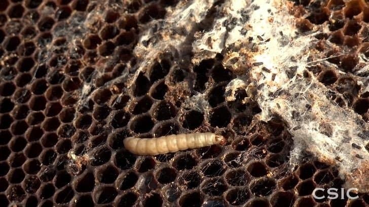 Вчені з’ясували: врятувати планету від пластику може звичайна моль