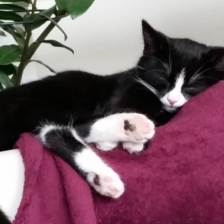 Дівчина підібрала 2-х чорних кошенят. А через пару місяців з одним із них стало коїтися щось дивне …