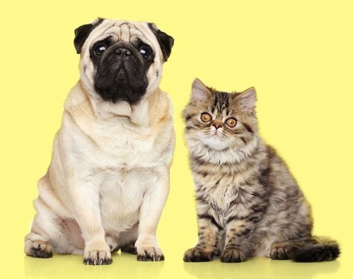 15 несподіваних фактів, які відкриють світ тварин з нового боку