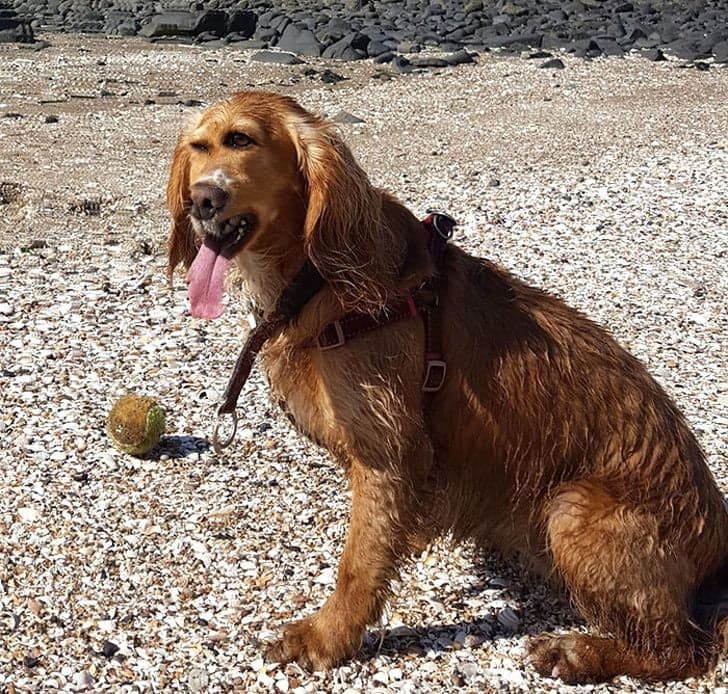 20 панорамних знімків тварин, які можна використовувати як антидепресанти