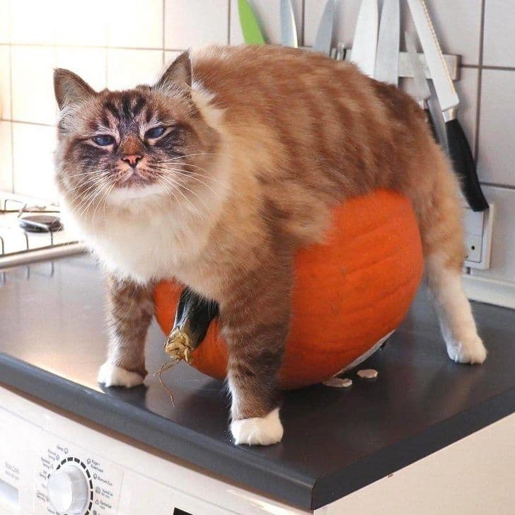 Фото котиків, яких людські папараці застали в самий непідходящий момент