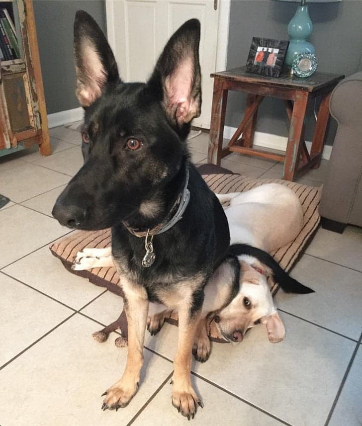 20+ фото собак, які не соромляться своїх дивацтв