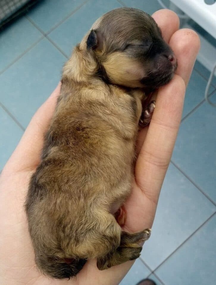 20+ доказів того, що робота ветеринара – для людей з величезним серцем