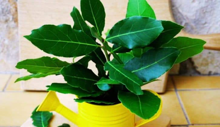 Як виростити лаврове дерево на підвіконні: робочі поради