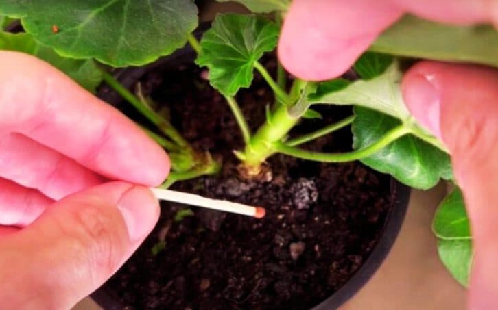 Крутий лайфхак: для чого встромляти сірники в горщики з квітами