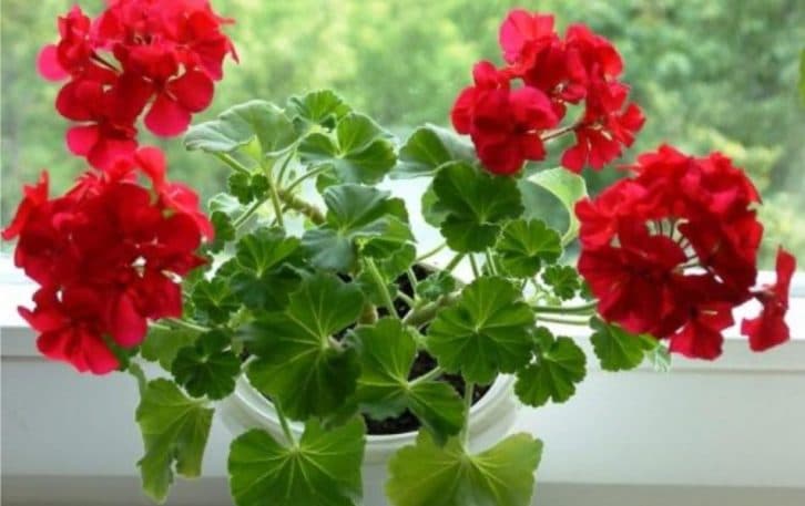 Лютий – найкращий час для живлення герані. Ділюсь, що потрібно зробити, щоб отримати здорові рослини