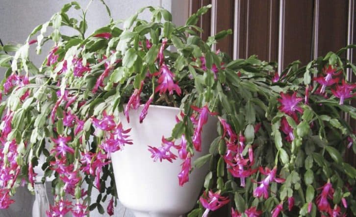 Поради квітника: що потрібно додати у воду для поливу декабриста