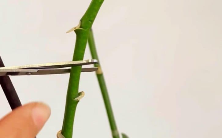 У сестри всі орхідеї у квітах. А все тому, що вона використовує цікавим способом шкірку банана