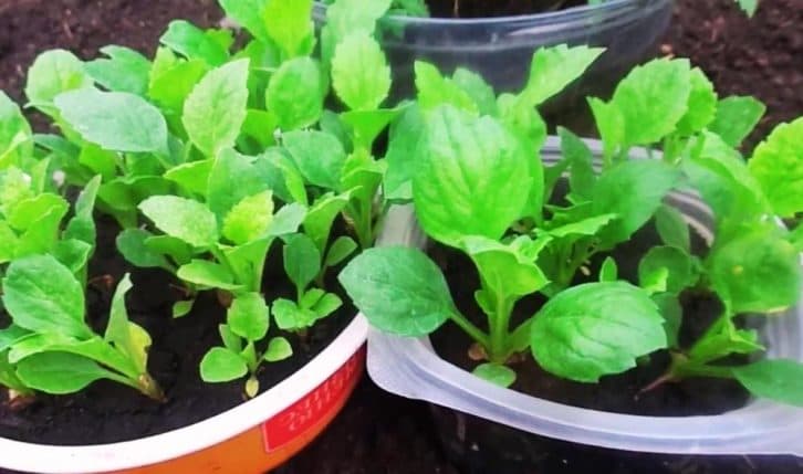 Айстри пишно цвітимуть усе літо. Розповідаю, як їх правильно сіяти на розсаду