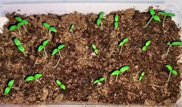 20 років цього перець і томати тільки так. Сходи дружні, міцні та швидкі