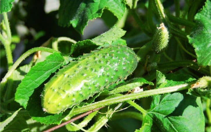 5 причин, чому навесні я посаджу огірки так само, як і минулого року