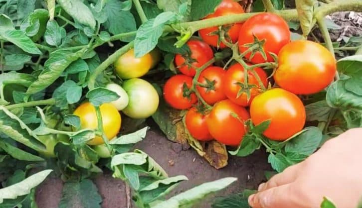 500 кг помідорів із двох грядок. Зростають навіть без рясного поливу