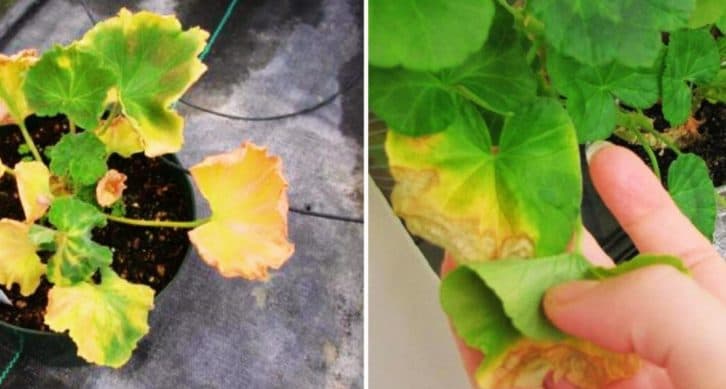 Чому у герані жовтіє листя: лайфхаки, які врятують рослину