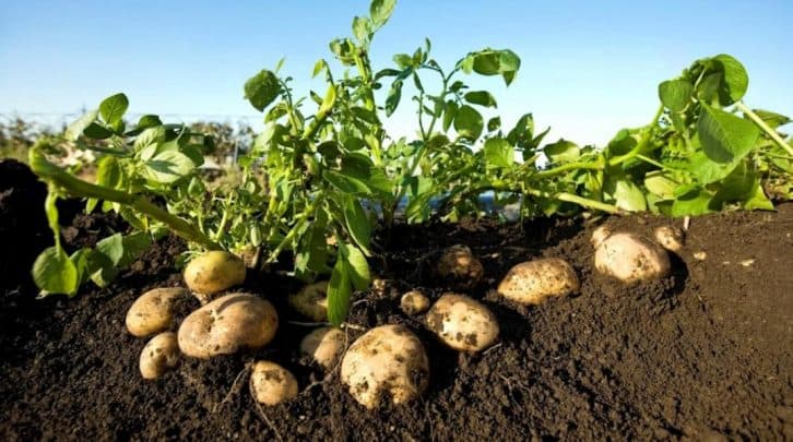 Для чого під час посадки картоплі потрібно додавати в кожну ямку горох